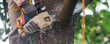 Why Choose Our Tree Removal Services in Nashwauk, MN?